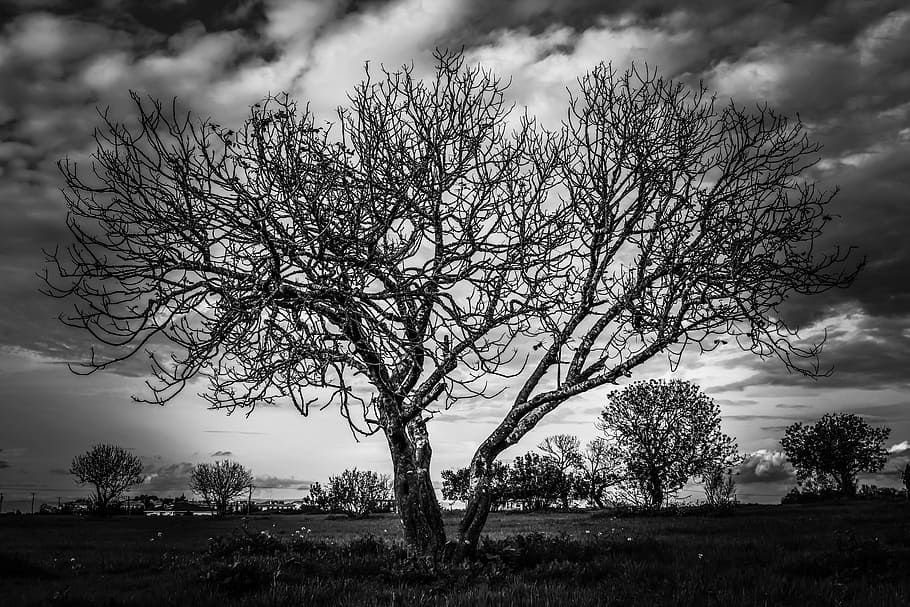 tree, meadow, landscape, nature, sky, clouds, grass, scenery HD wallpaper