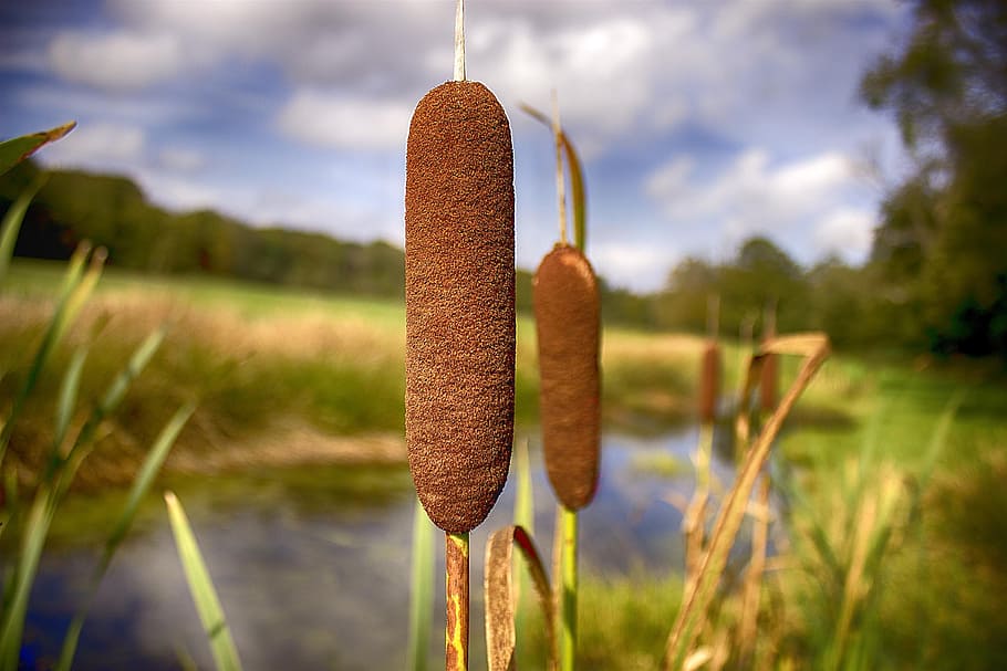 brown plant in shallow focus shot, cattail, loosestrife, stink cigar, HD wallpaper