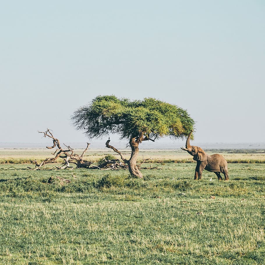 brown elephant under tree at daytime, elephant reaching leaves of tree during daytime HD wallpaper