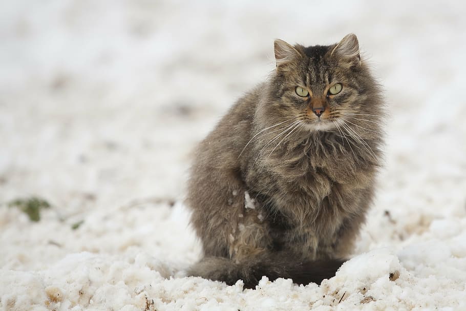 long-coated brown cat on top of white surface, tomcat, snow, gray, HD wallpaper