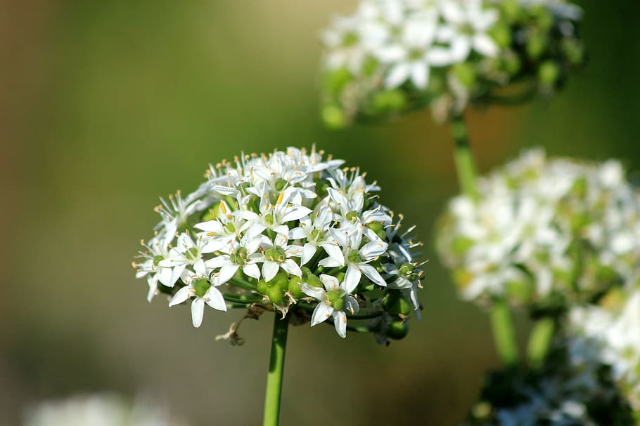 ramsons, wild garlic, bear bow, bloom, nature, spring, plant HD wallpaper