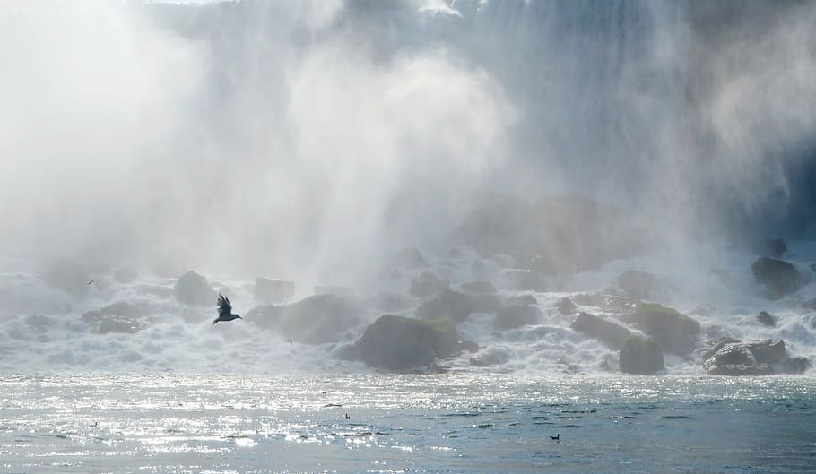 bird flying above water, waterfall, river, landscape, niagara falls HD wallpaper
