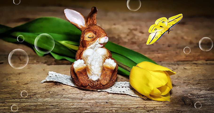 hare, dekohase, tulip, flower, schnittblume, yellow, butterfly HD wallpaper