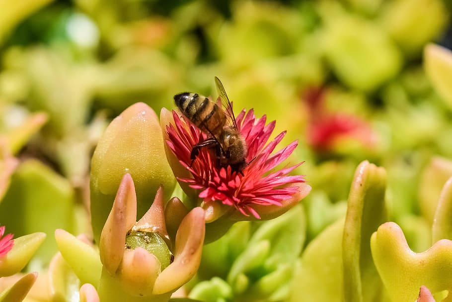 fertilization, bee, flower, pink, spring, nature, insect, animal HD wallpaper