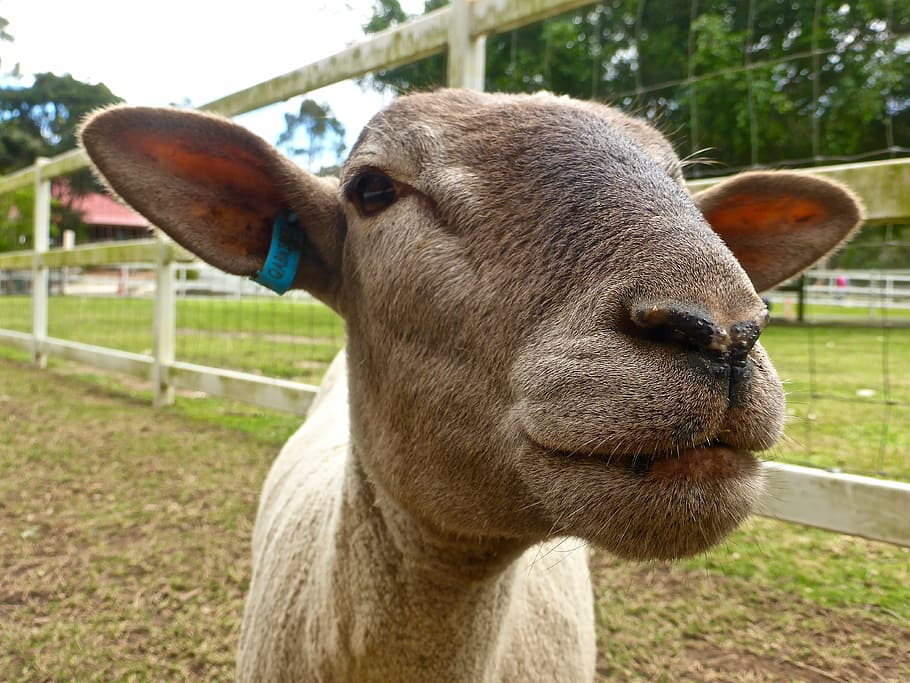 sheep, head, close, face, woolly, cute, nose, animal, animal themes HD wallpaper