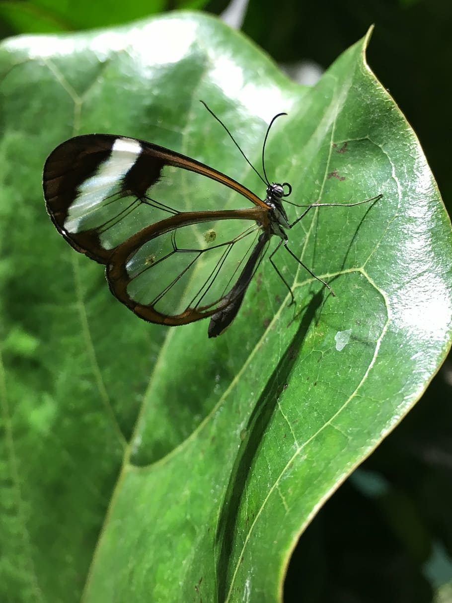 butterfly, nature, wing, invertebrate, insect, one animal, animal wildlife HD wallpaper
