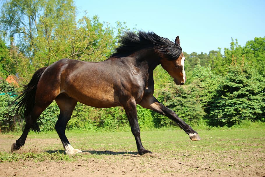 horse on green grass near trees during day, gallop, brown, pony