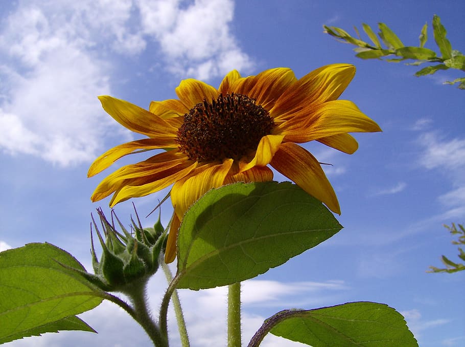 sun flower, close, sky, blue, bright, nature, plant, yellow HD wallpaper