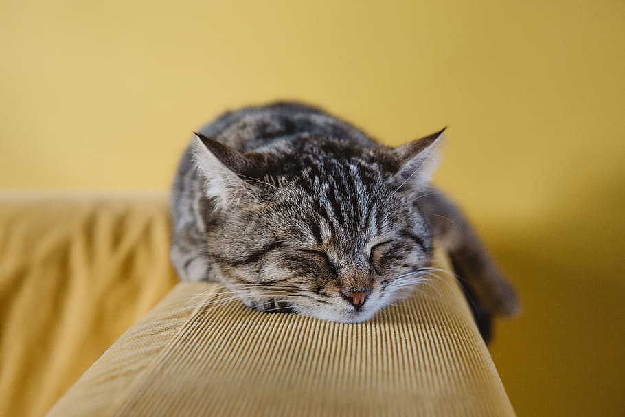 shallow focus photography of brown tabby kitten on couch, Dragon Li kitten, HD wallpaper