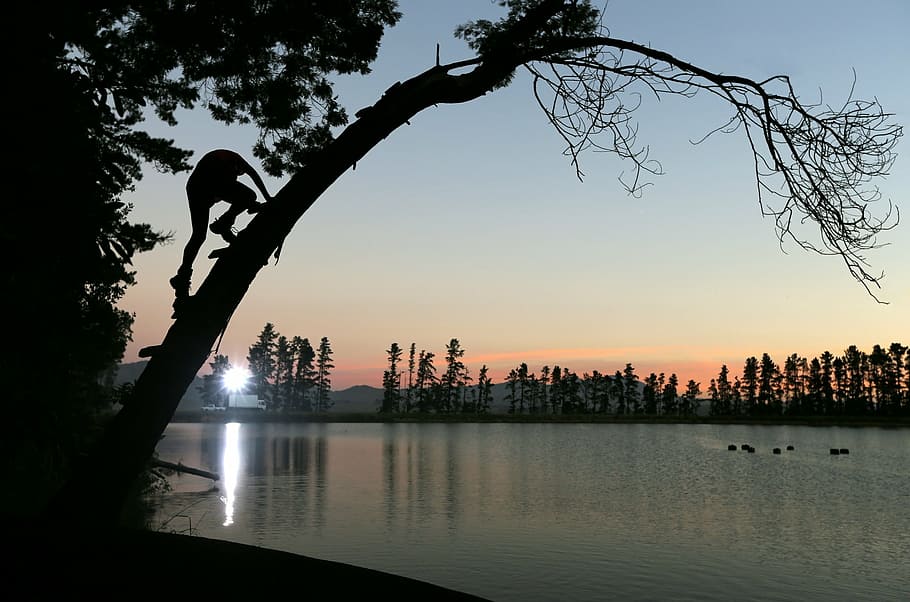 person climbing tree near body of water, silhouette, photo HD wallpaper