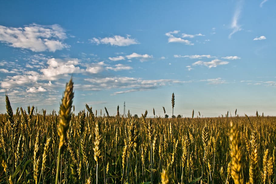 grain, field, sky, blue, clouds, summer, agriculture, crop HD wallpaper