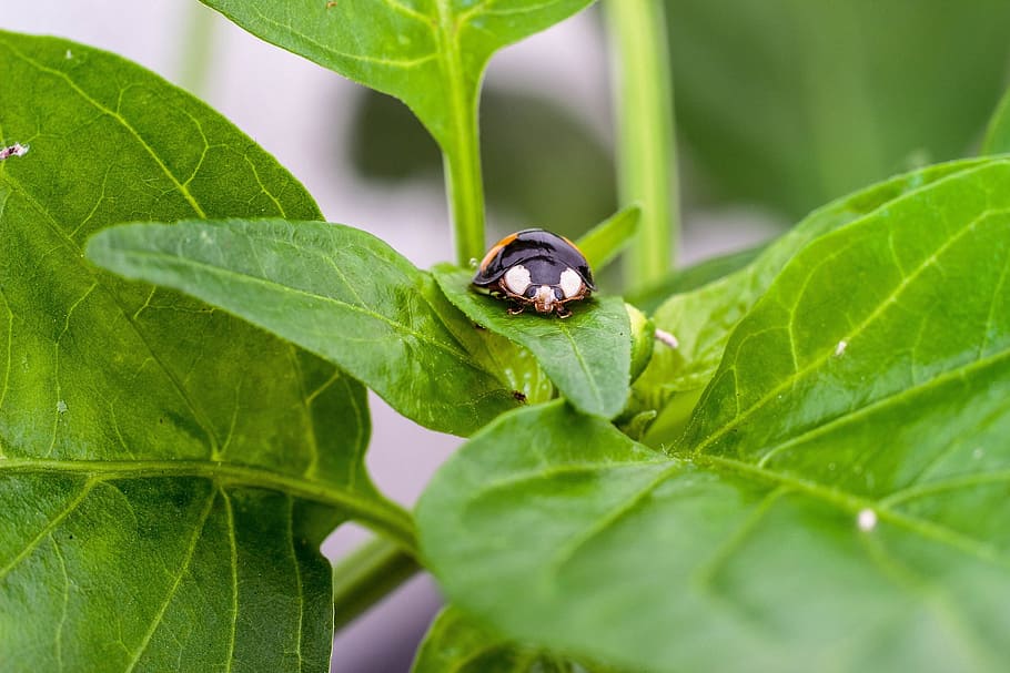 Beetle, Close, Insect, krabbeltier, plant, maikäfer, macro HD wallpaper