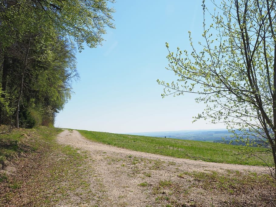 fields, reported, forests, forest path, footpath, nature, trail HD wallpaper