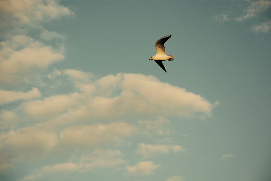 avian, bird, clouds, flight, gull, seagull, sky, wildlife, cloud - sky HD wallpaper