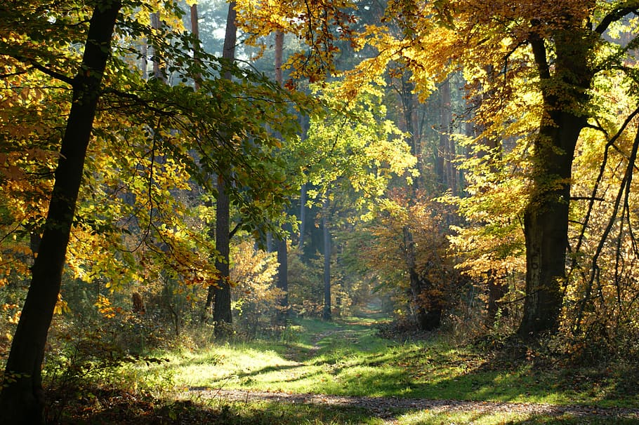 autumn, forest, trees, away, nature, leaves, fall color, fall foliage HD wallpaper