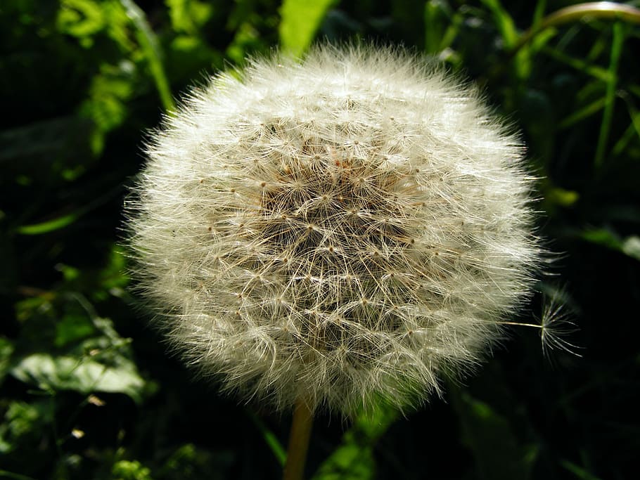 Dandelion, Faded, flower, nature, plant, fragility, growth HD wallpaper