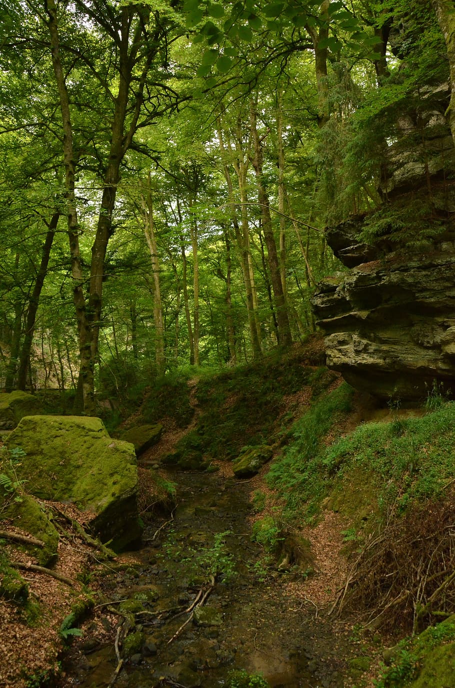 Rock, Forest, Dark, Height, green, echternach, luxembourg, nature HD wallpaper