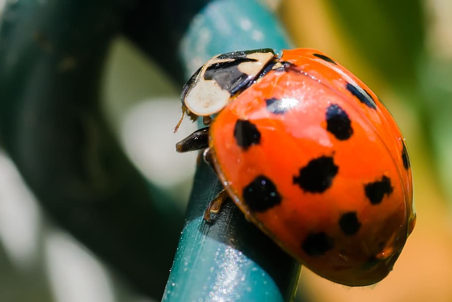Lady, Bird, Ladybird, one animal, animal themes, close-up, ladybug HD wallpaper
