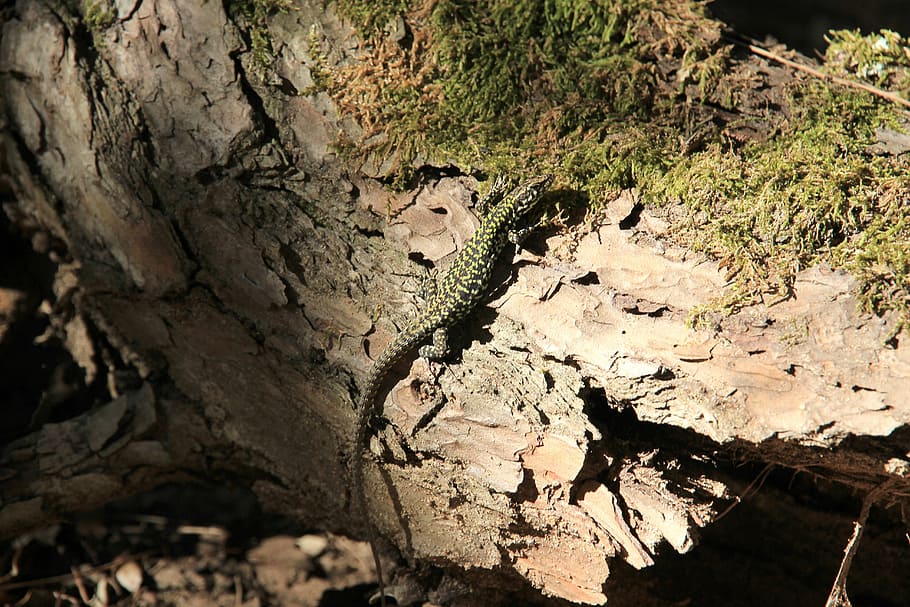 lizard, tribe, log, moss, nature, animal, tree, no people, plant HD wallpaper