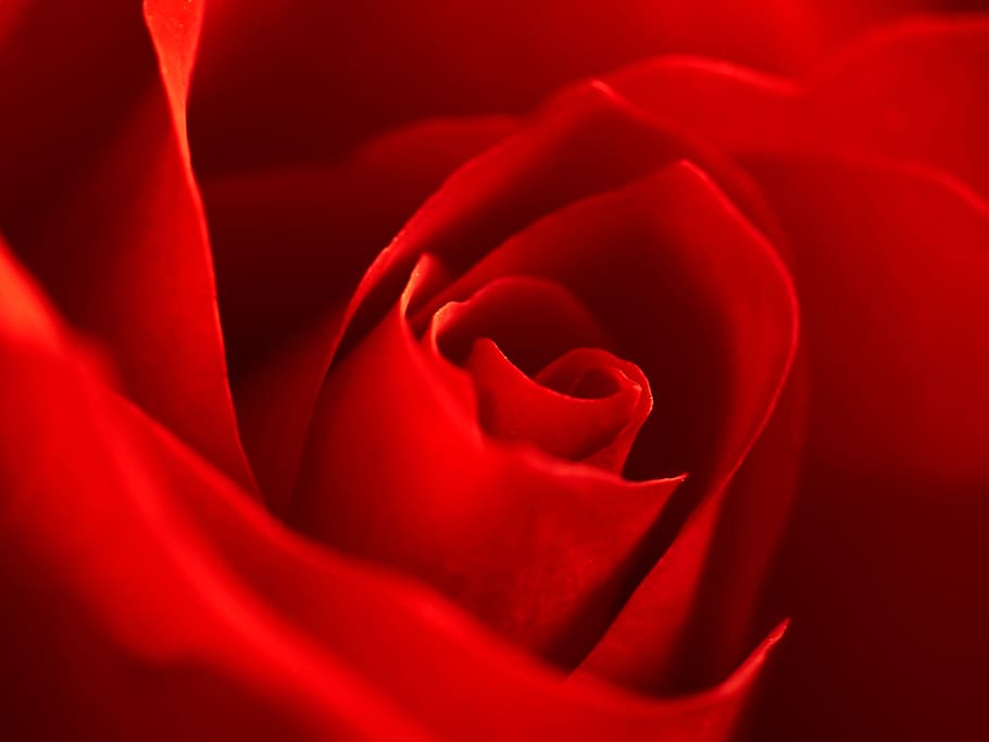 redrose wallpaper, macro, blossom, bloom, petals, blossomed HD wallpaper