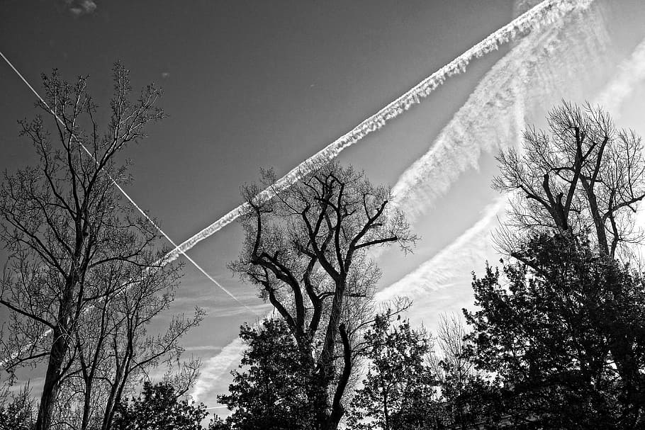 trees, tree tops, branches, silhouette, con-trails, skies, plant HD wallpaper