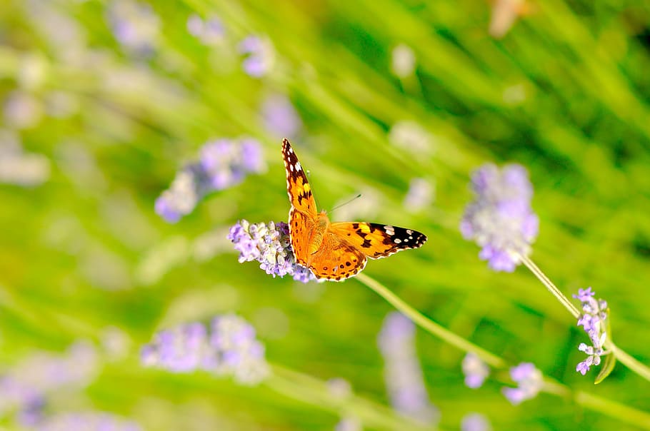 nature, sunlight, insect, flower, butterfly, flowering plant HD wallpaper