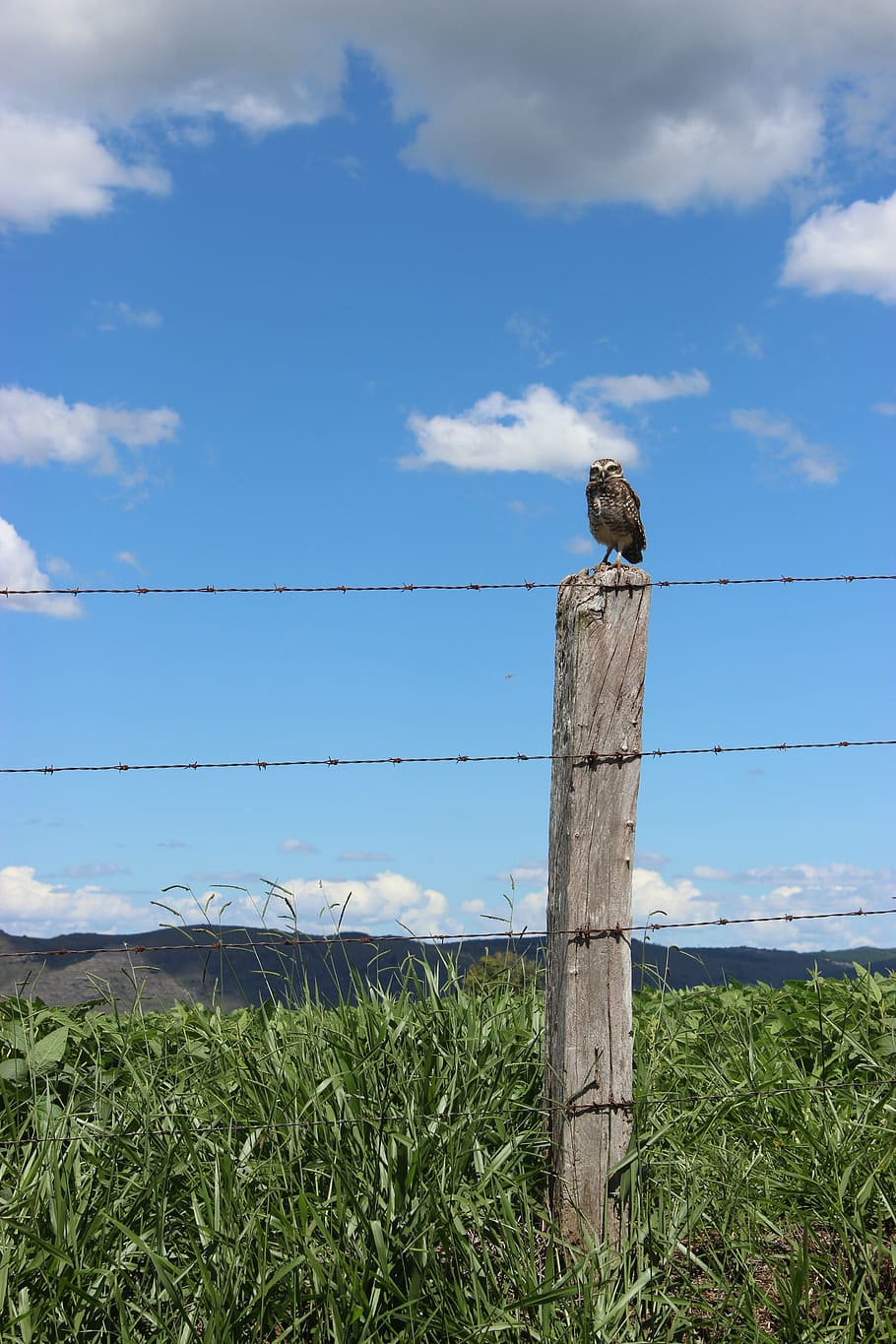 owl, nature, bird, animal themes, vertebrate, animal wildlife HD wallpaper