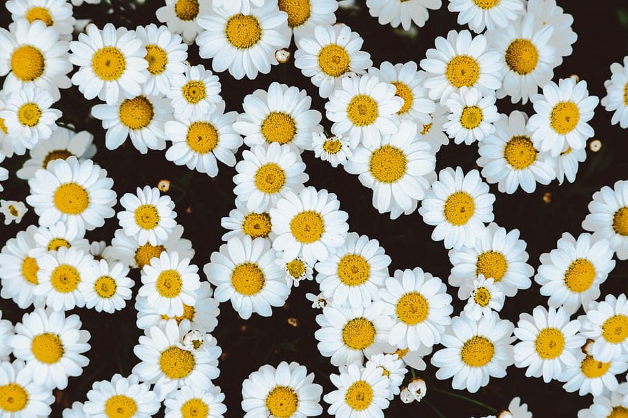yellow, white, flower, petals, garden, nature, flowering plant HD wallpaper
