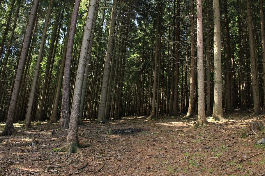 Forest after a campfire, landscape photo of trees, forest floor HD wallpaper
