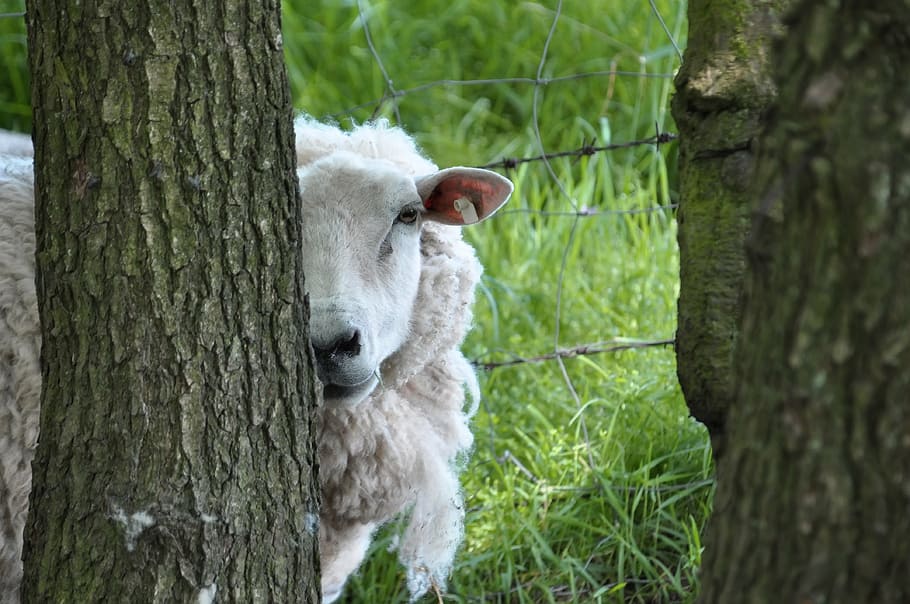 sheep, tree, funny, plant, trunk, tree trunk, animal themes HD wallpaper
