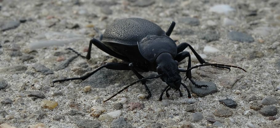 olkusz, poland, insect, the beetle, nature, macro, black, animal themes, HD wallpaper