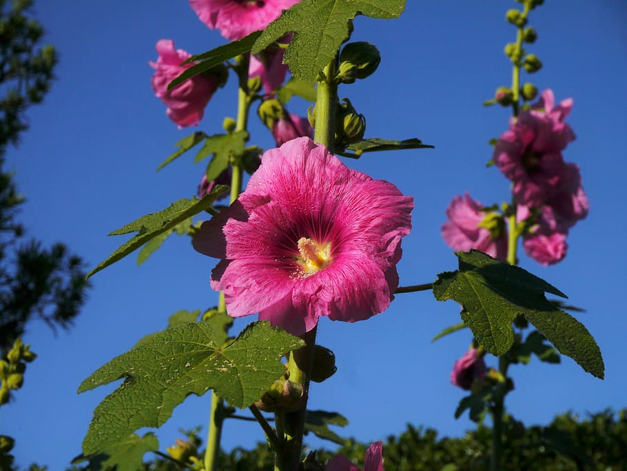 althaea rosea, hana aoi, pink, flowers, bud, leaf, green, otsu park, HD wallpaper