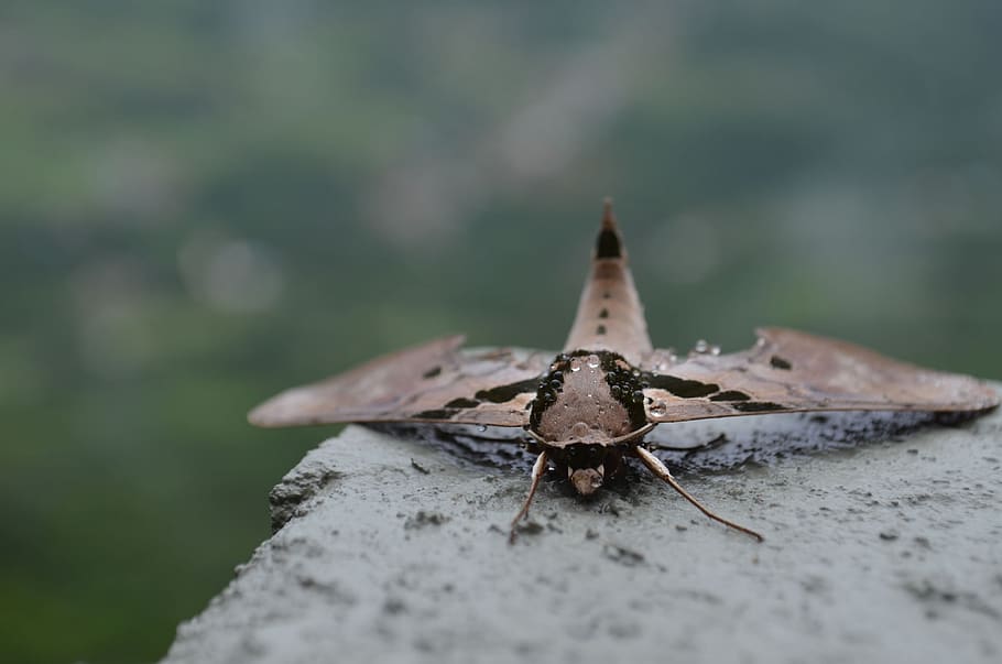 bug, rain, nature, animal themes, animal wildlife, invertebrate HD wallpaper