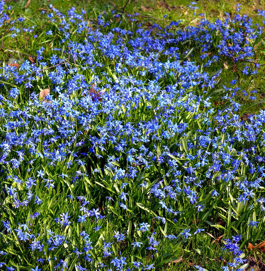 blue star, siberian blaustern, flowers, close, nature, frühlingsblüher, HD wallpaper