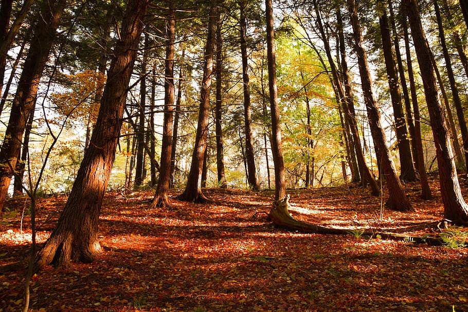 Fall, Autumn, Colors, Forest, Foliage, trees, park, outdoor HD wallpaper