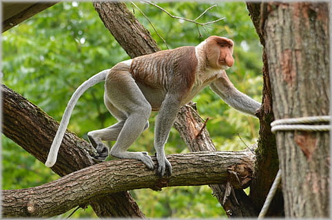 Proboscis Monkey, Rare, Wild, exotic, forest, jungle, species HD wallpaper