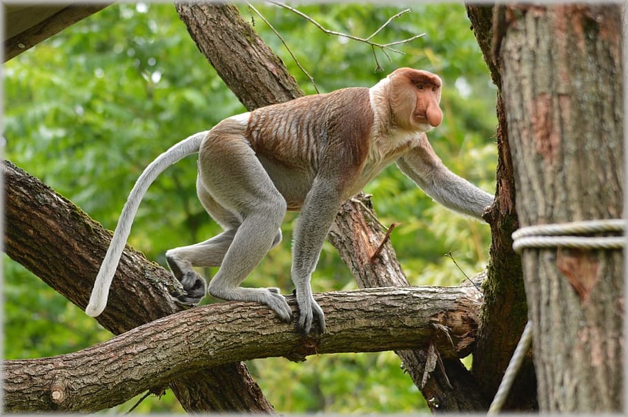 Proboscis Monkey, Rare, Wild, exotic, forest, jungle, species, HD wallpaper