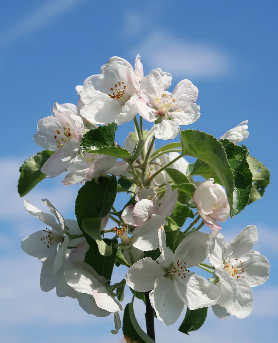 apple, tree, garden, flowers, apple blossom, bloom, flowering plant HD wallpaper