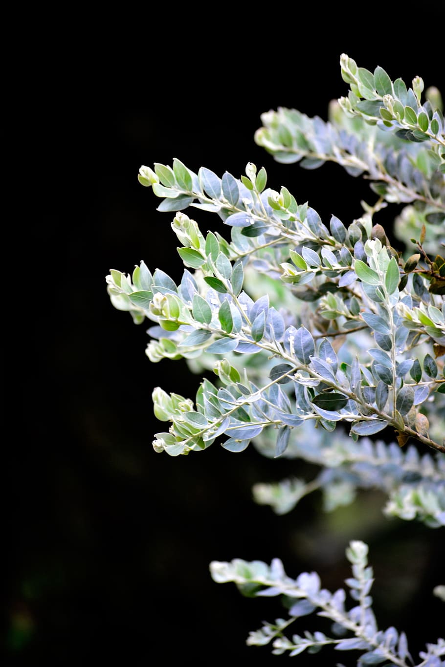 silver leafs, leaves, plant, nature, wildlife, nuwara eliya HD wallpaper