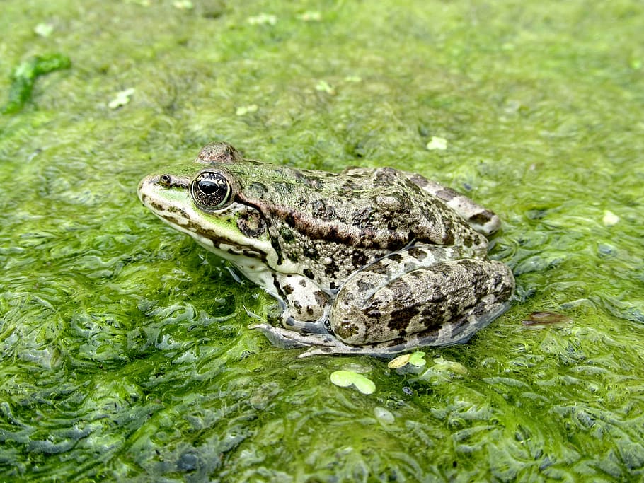 frog, amphibian, animal, animal themes, animals in the wild HD wallpaper
