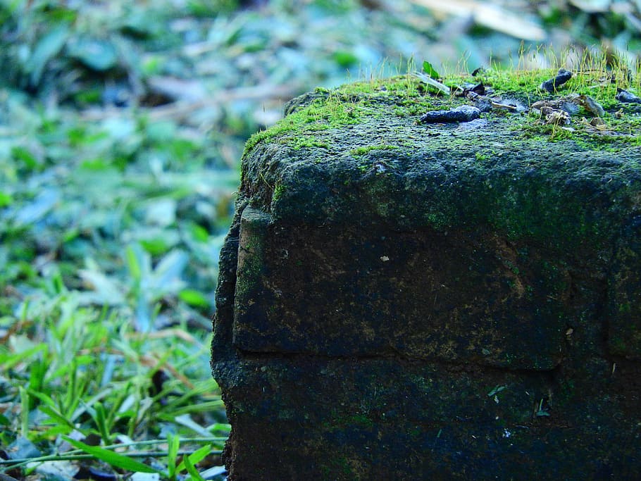 stone, moss, green, nature, grass, plant, rock, gramineas, fouling HD wallpaper