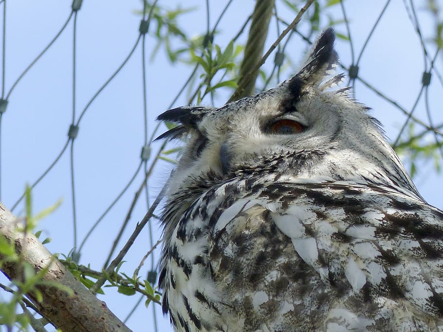 siberian, white, black, owl, feathered, predator, bird, animal HD wallpaper