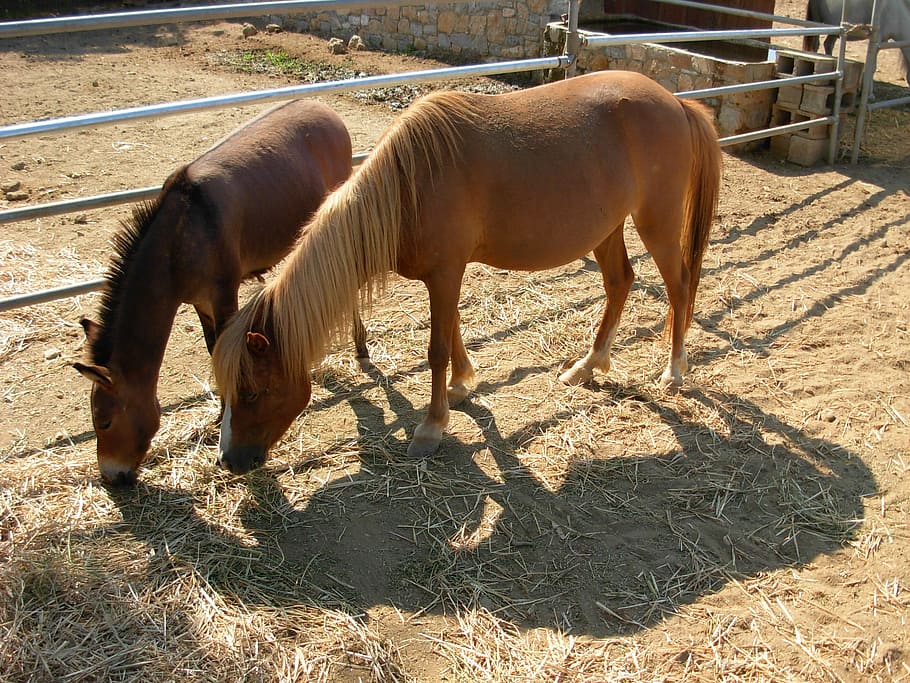 skyros, evia, greece, mammal, animal themes, domestic animals HD wallpaper