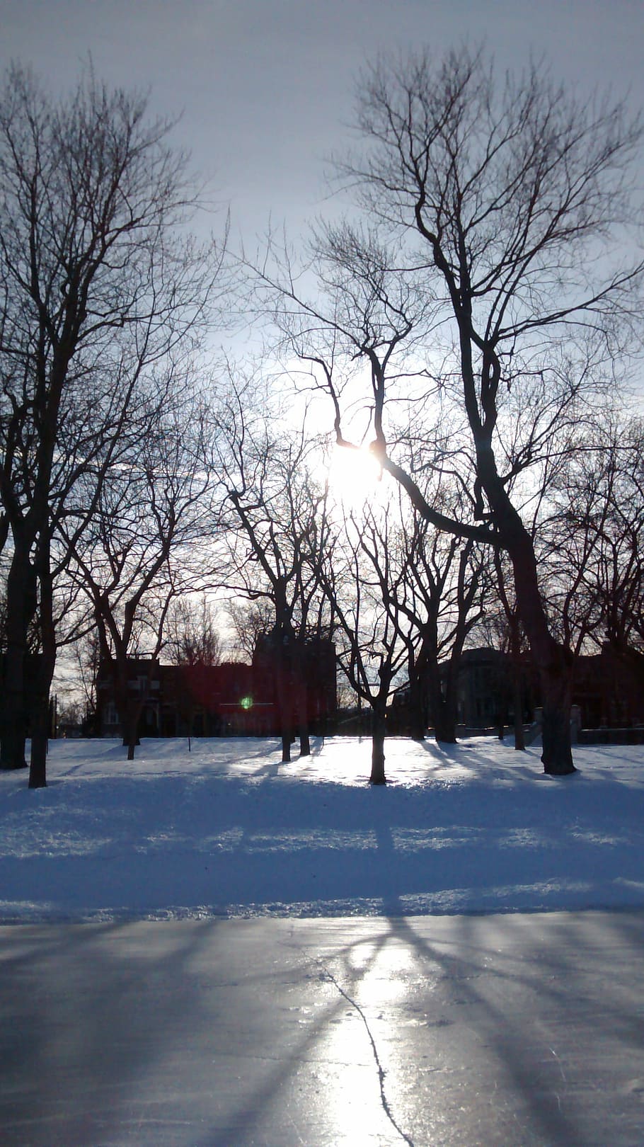 park, sun, winter, ice, tree, peace, natural, sunset, light HD wallpaper