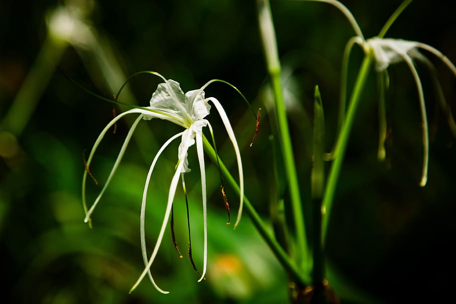 macro, flower, the leaves, plant, growth, close-up, beauty in nature HD wallpaper