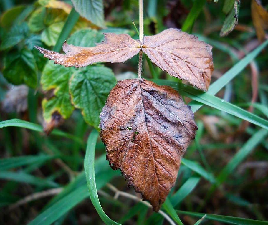 leaf, brown leaf, moist, wet, rain, forest, shiny, withered HD wallpaper