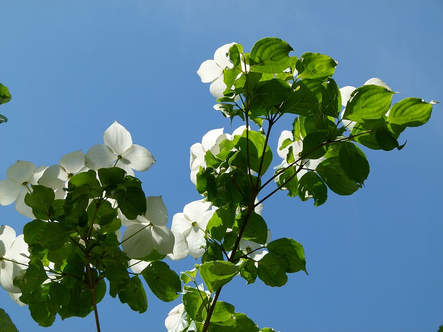 tree, flowering, spring, nature, plant, branch, blossom, season HD wallpaper