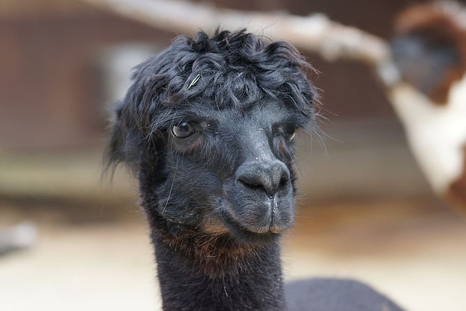 black llama, alpaca, andes, wool, fluffy, paarhufer, animal HD wallpaper