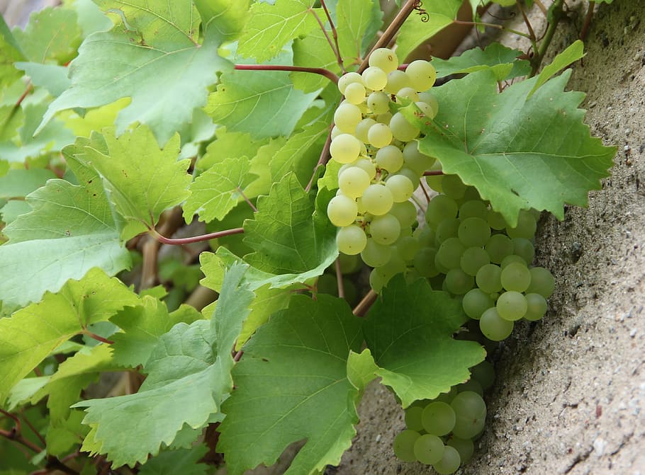 green fruit-bearing grape plant, nature, leaf, plant part, growth HD wallpaper