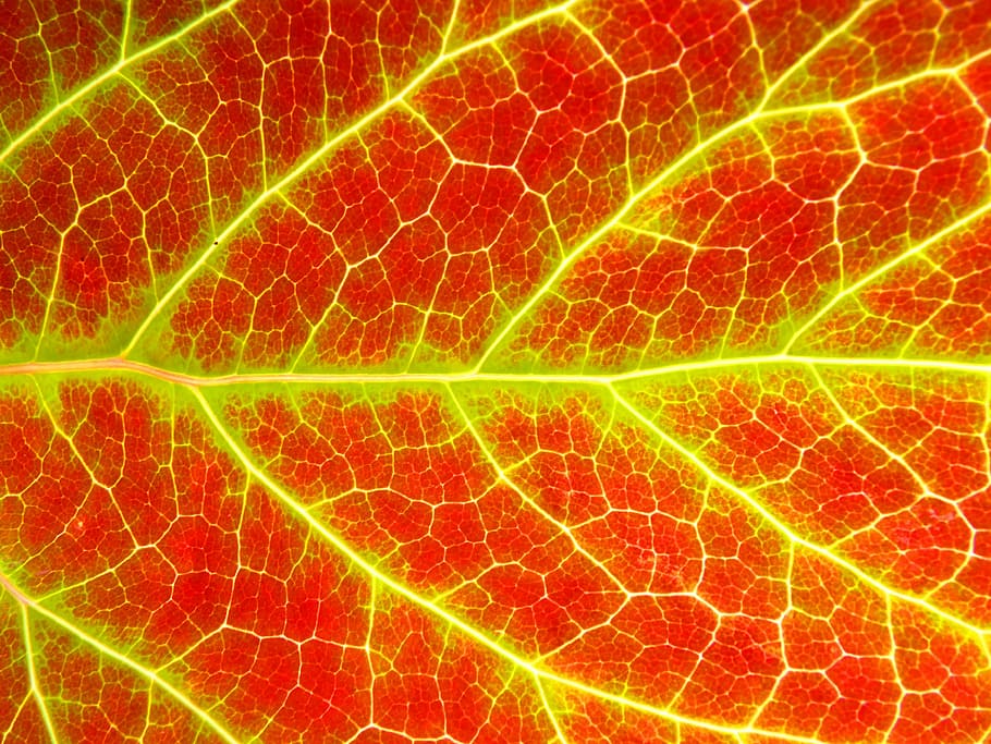 leaf, background, texture, ramifications, fruit, healthy eating HD wallpaper